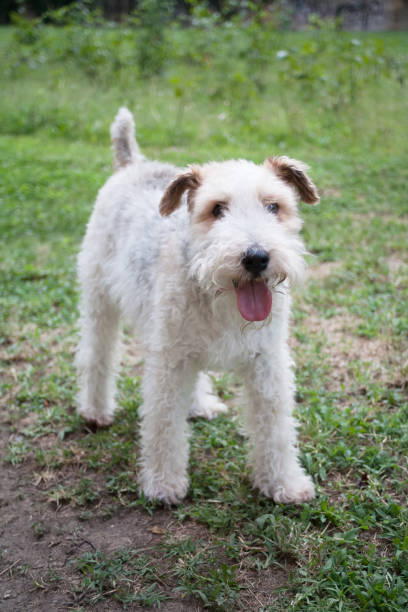 istock old dog on walking lawn 964143648