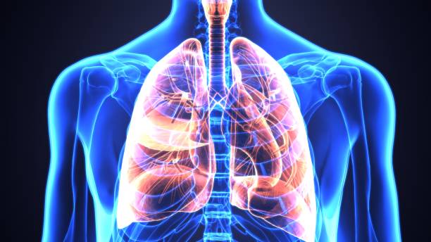 istock 3d illustration human body lungs. human body part. 964144024