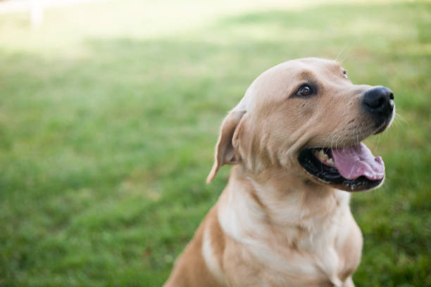 istock labrador puppy dog on grass 964144324