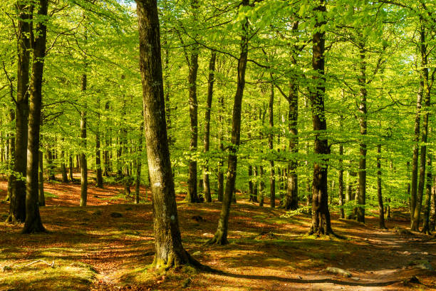 Beech forest Lovely green beech forest on a sunny morning. Soderasen national park in Sweden. beech tree photos stock pictures, royalty-free photos & images