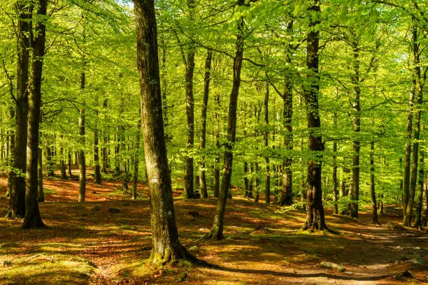 Lovely green beech forest on a sunny morning. Soderasen national park in Sweden.