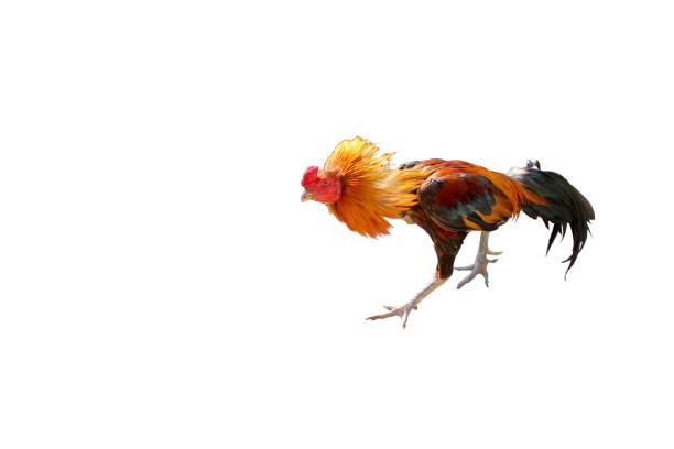 istock Fighting cock or rooster fighter isolated on white background 964150420