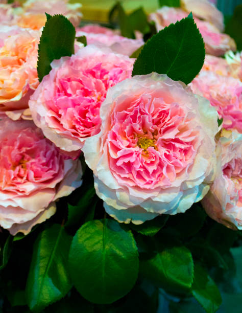 istock floral background of roses 964151410