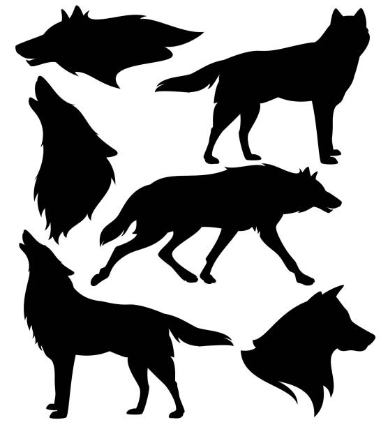 illustrations, cliparts, dessins animés et icônes de jeu de silhouette loups sauvages vectorielles en noir et blanc - loup