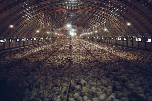 Chicken farm Thousands of small chickens are preparing to become human food. The interior of the chicken farm. animal welfare photos stock pictures, royalty-free photos & images