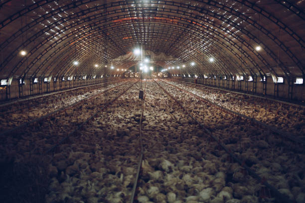 chicken farm - chicken house imagens e fotografias de stock