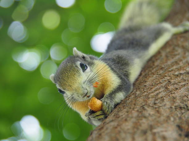 istock Front face of a squirrel on a tree eating beans. It's small and cute, nimble and smart. 964155116