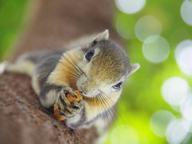 istock Front face of a squirrel on a tree eating beans. It's small and cute, nimble and smart. 964155140