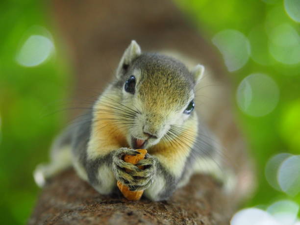 istock Front face of a squirrel on a tree eating beans. It's small and cute, nimble and smart. 964155170