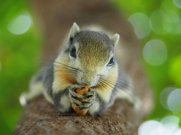 istock Front face of a squirrel on a tree eating beans. It's small and cute, nimble and smart. 964155216