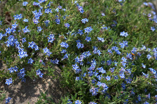 istock Blue and white rockery plant 964159078