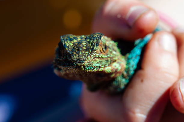istock Close up of lizard softly handled and held 964159850