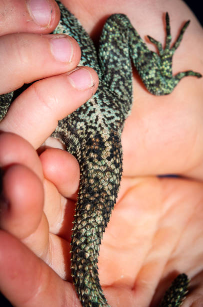 istock Close up of lizard softly handled and held 964159856