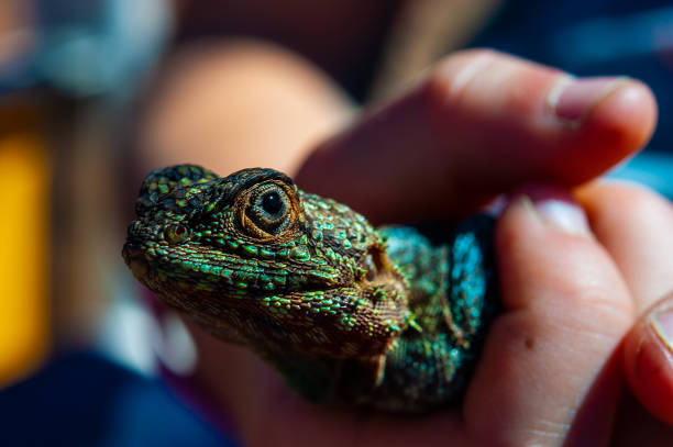istock Close up of lizard softly handled and held 964160088