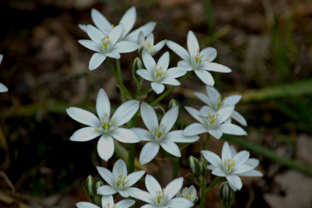 istock White rockery flowers, star-shaped petals 964163472
