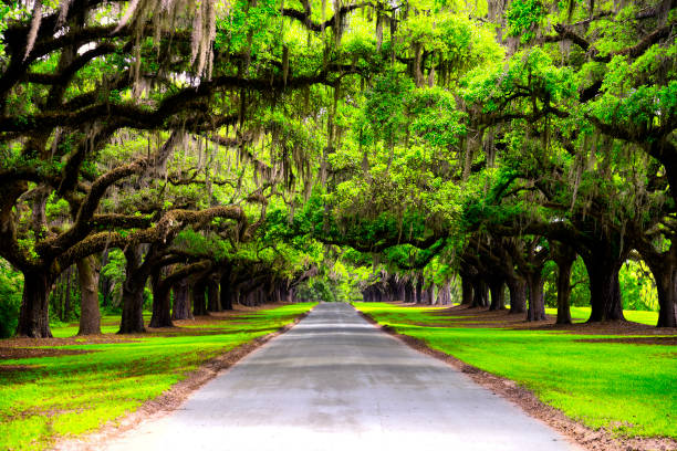 Oak road in plantation Oak road in plantation live oak stock pictures, royalty-free photos & images