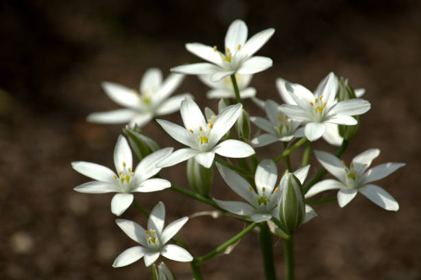 istock White rockery flowers, star-shaped petals 964166586