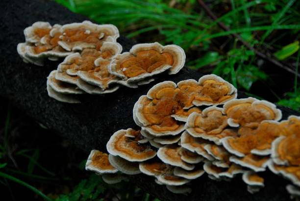 istock Close-Up Of Fungus On Tree 964167148