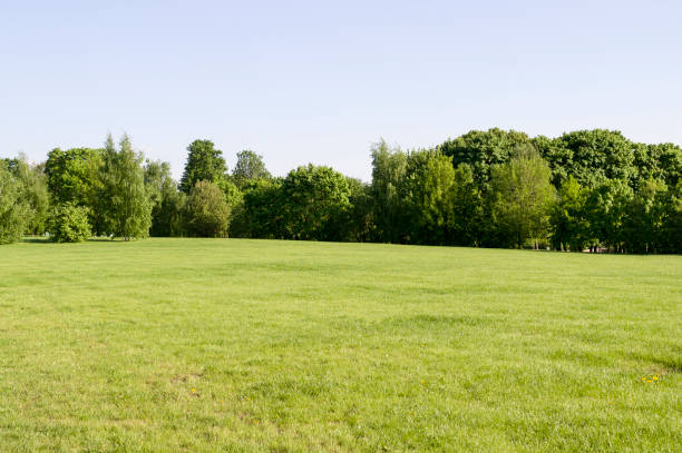 istock field of grass on forest background. nature. 964172148