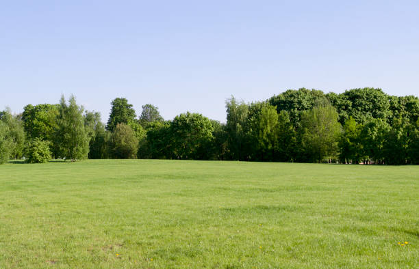 istock field of grass on forest background. nature. 964172158