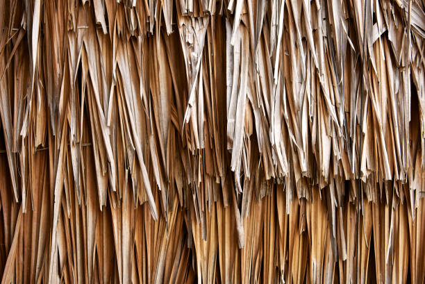 istock Dry leaf wall on the hut background. Old leaves texture thatch. DIY, folk wisdom. Close up. 964173052