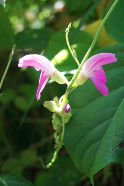 istock purple Macroptilium lathyroides flower in garden 964176320
