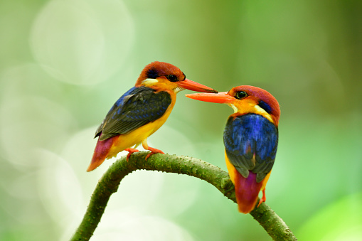 Cặp Chim Bói Cá Lùn Lưng Đen Hoặc Phương Đông Ngọt Ngào Đầy Màu Sắc Đậu Cùng Nhau Trên Cành Gỗ Trong Mùa Sinh Sản Tại Vườn Quốc Gia Kaeng Krachan Động