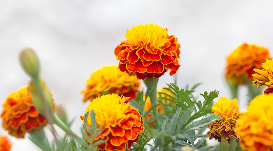Blooming marigolds or Tagetes close-up. Floral background.