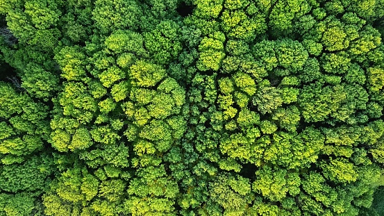Aerial viev deciduous forest. Ecological environment concept. Natural background. Photo from the drone