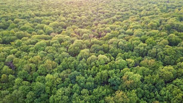 istock Panoramic view of the green deciduous forest. Photo from the drone 964179984