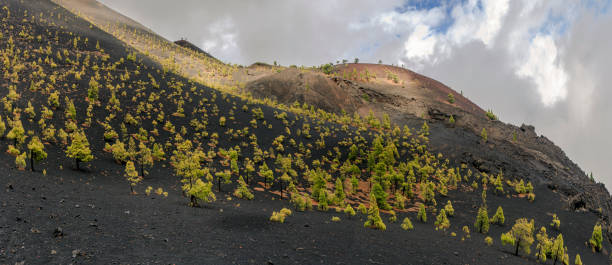 istock Volcanic landscape in La Palma with basalt and pines 964180050