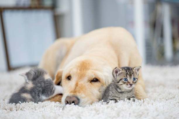 istock Dog Laying With Kittens 964180834