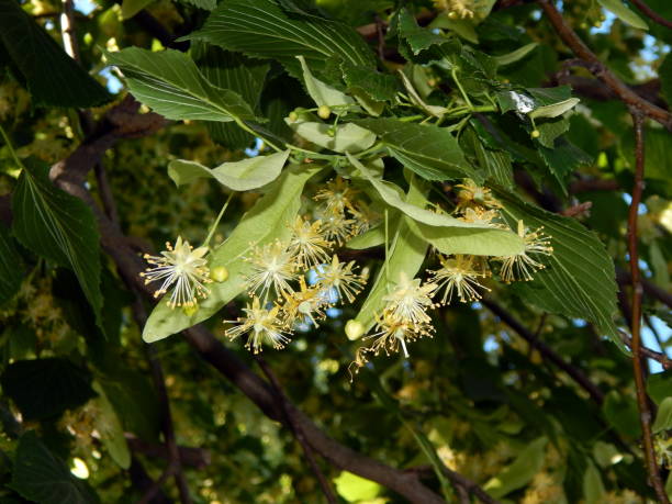 istock Flowers linden blossomed on the tree 964181808