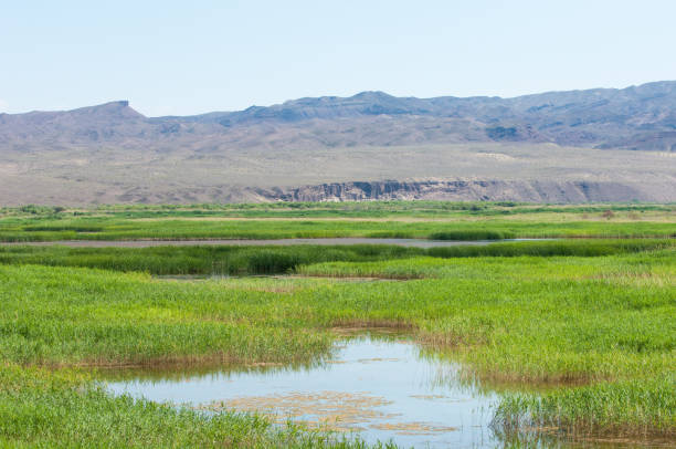 istock steppe summer. Turgai save. Lake in the desert 964181964