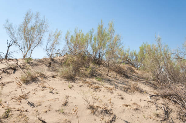 istock steppe summer. Turgai save. Lake in the desert 964182198