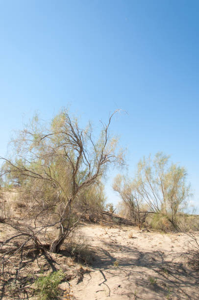 istock steppe summer. Turgai save. Lake in the desert 964182234
