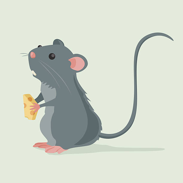 illustrazioni stock, clip art, cartoni animati e icone di tendenza di carino ratto tenendo un pezzo di formaggio - ratto