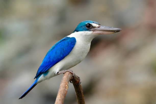 nahaufnahme von halsband eisvogel (todiramphus chloris) schönen weißen und blauen vogel mit einem großen schnabel hocken auf kurve zweig in der natur, fasziniert tier - rooster animal perching branch stock-fotos und bilder