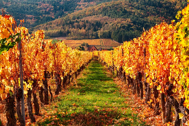 vista dei vigneti autunnali vicino al villaggio di riquewihr, strada del vino dell'alsazia, francia - agriculture winemaking cultivated land diminishing perspective foto e immagini stock