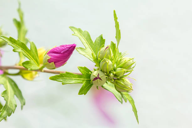 blooming hibiscus