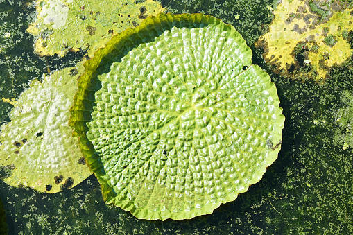 Giant Amazon water lily,Victoria amazonia