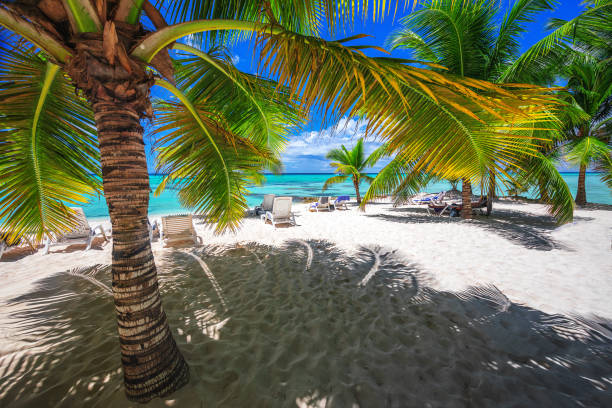 istock Palm tree and tropical island beach in Caribbean sea 964191078
