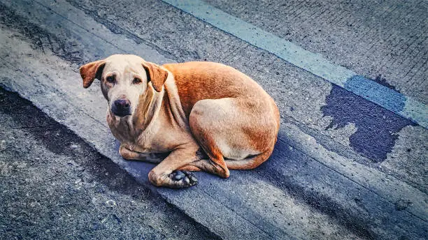 Fearful Stray Dog Lying Down on the Street Looking at Camera