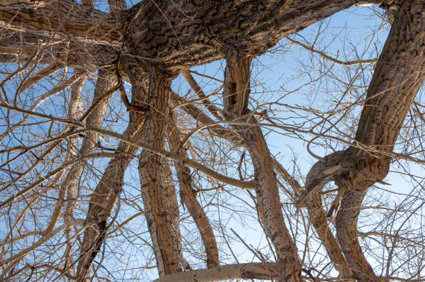 istock Spring in the forest, the grass withered, the last snow, warm spring day, desktop wallpapers. 964192348