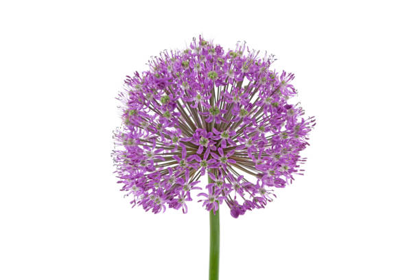 istock ball-shaped flower bulb on white background 964199720