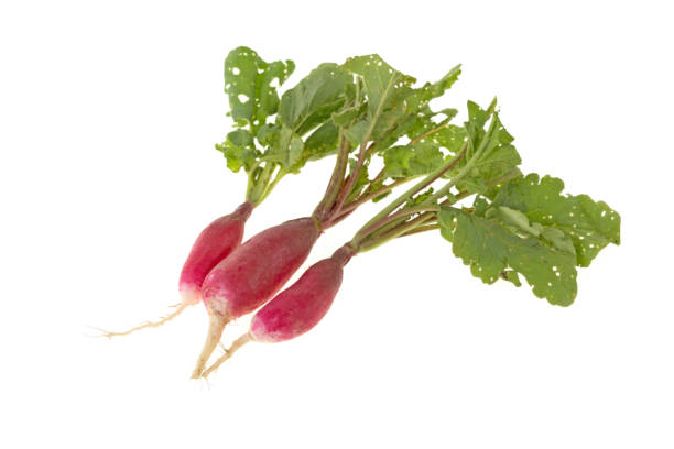istock bunch of radishes on a white background 964199900