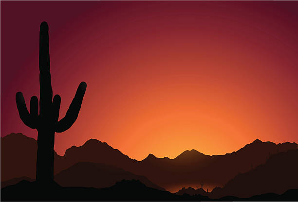 Desert Sunset  saguaro cactus stock illustrations