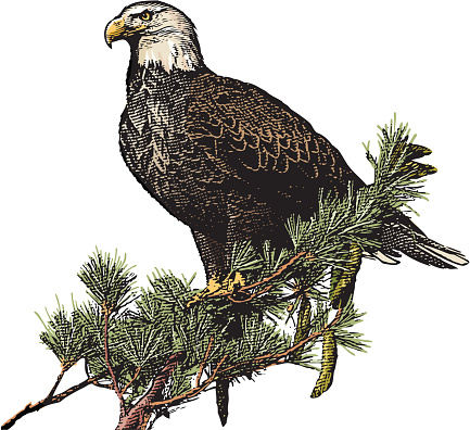 Highly detailed engraving-styled vector illustration of Bald Eagle perched high in White Pine tree.