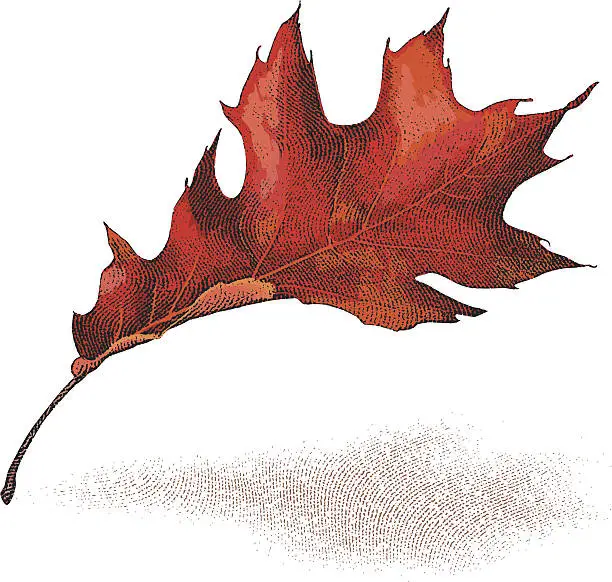 Vector illustration of Autumn Leaf