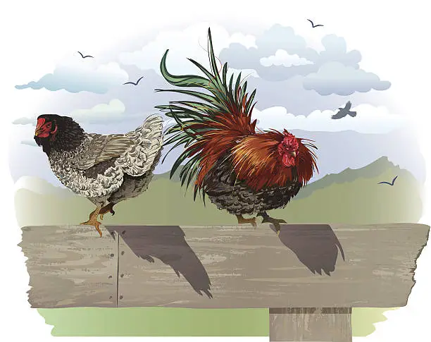 Vector illustration of Rooster and Hen Sitting on Old Fence with Cloudy Sky